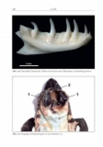 Preview: Die Gila-Krustenechse – Heloderma suspectum